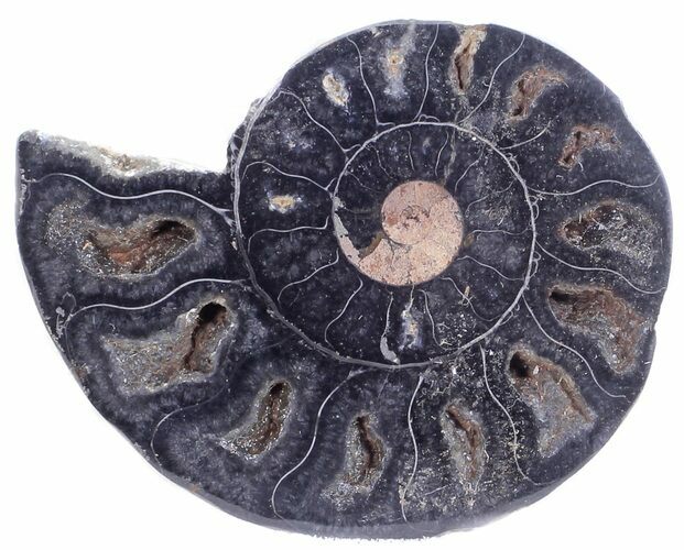 Split Black/Orange Ammonite (Half) - Unusual Coloration #55619
